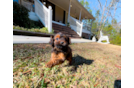 Cavapoo Pup Being Cute