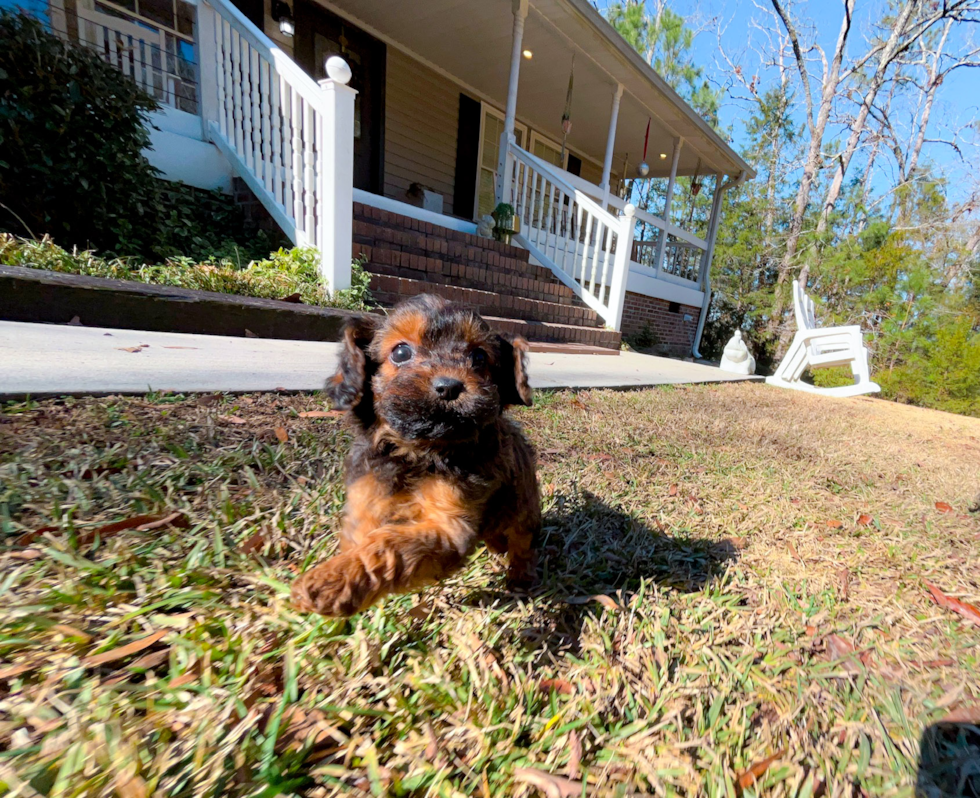 Cavapoo Pup Being Cute