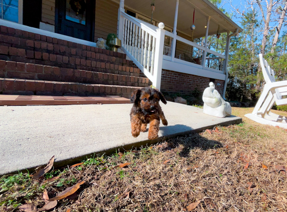 Cute Cavapoo Poodle Mix Pup