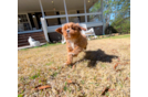 Cute Cavapoo Poodle Mix Pup