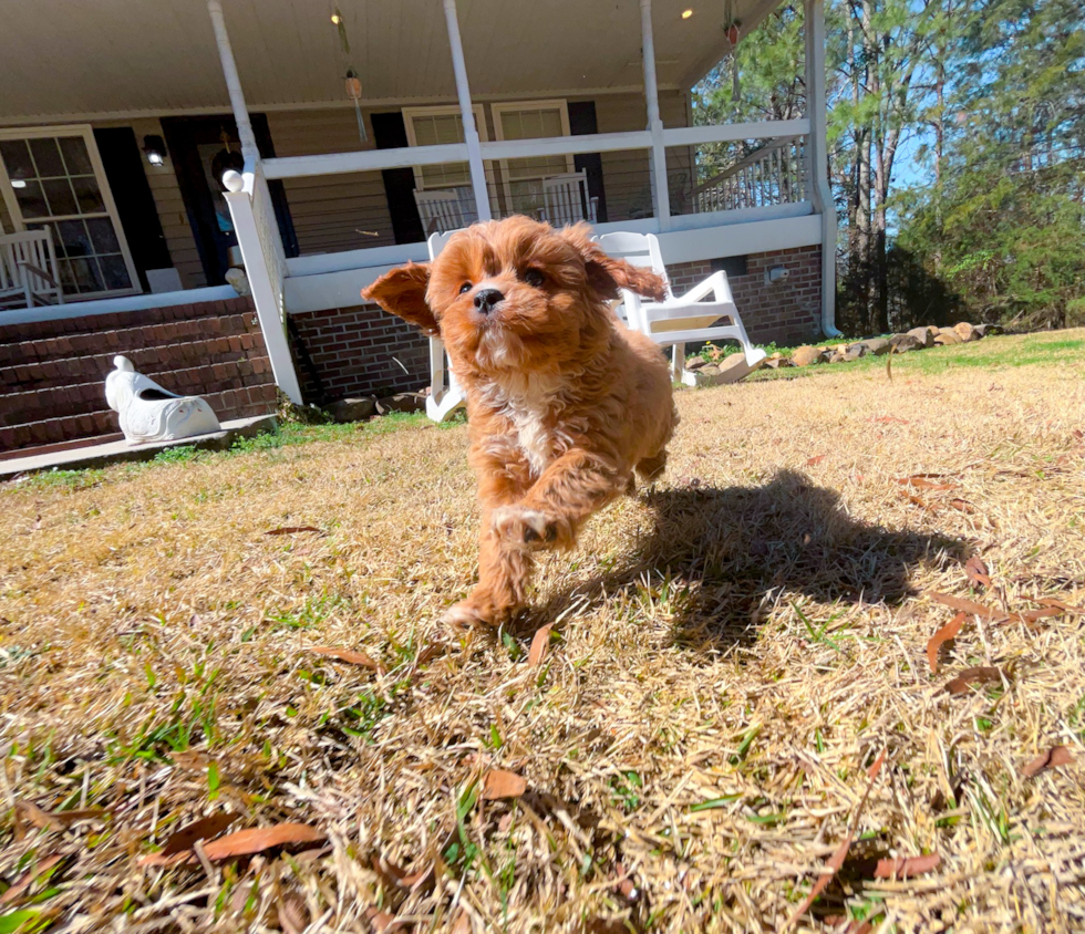 Cute Cavapoo Poodle Mix Pup