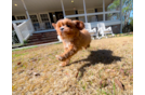 Cavapoo Pup Being Cute