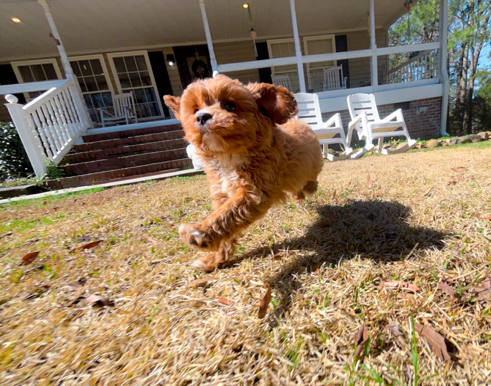 Cavapoo Pup Being Cute