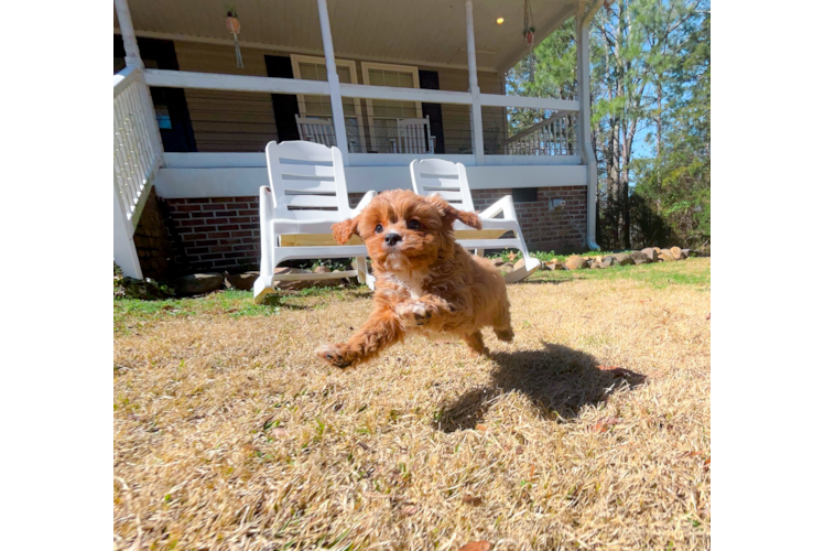 Best Cavapoo Baby