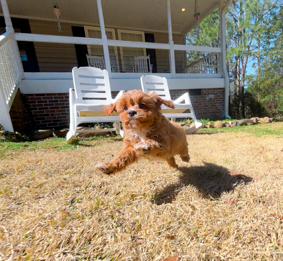 Best Cavapoo Baby