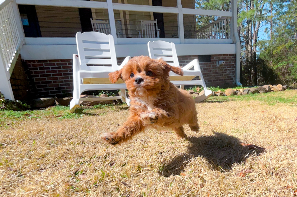 12 week old Cavapoo Puppy For Sale - Simply Southern Pups