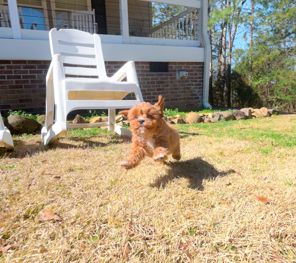 Cavapoo Pup Being Cute