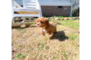 Cute Cavapoo Baby