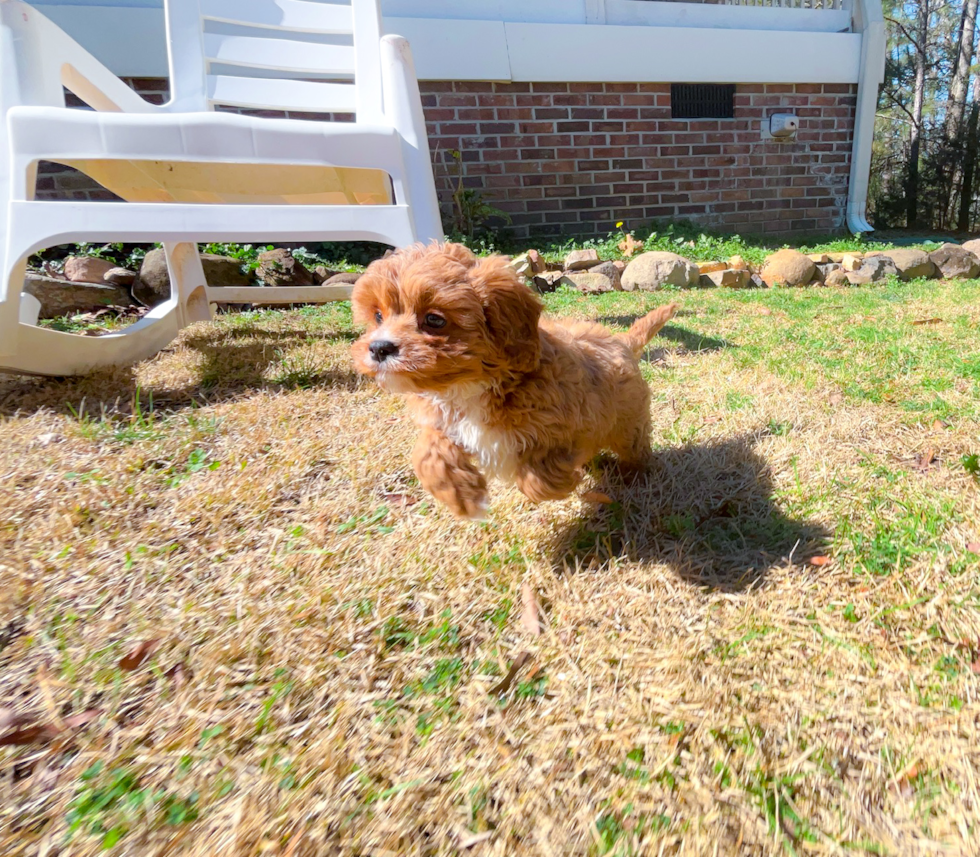 Cute Cavapoo Baby