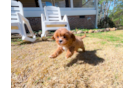 Cute Cavadoodle Poodle Mix Puppy