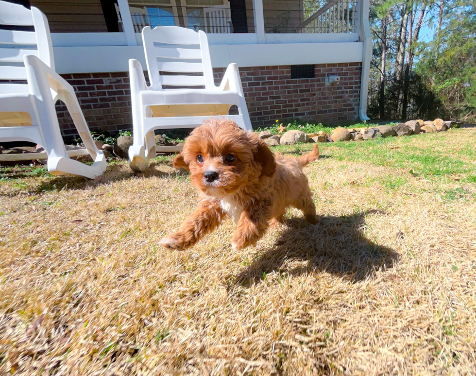 Cute Cavadoodle Poodle Mix Puppy