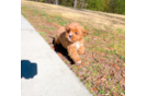 Cavapoo Pup Being Cute