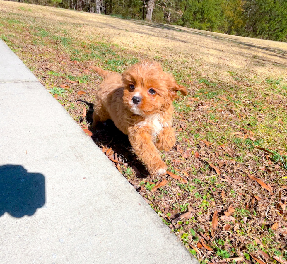 Cavapoo Pup Being Cute