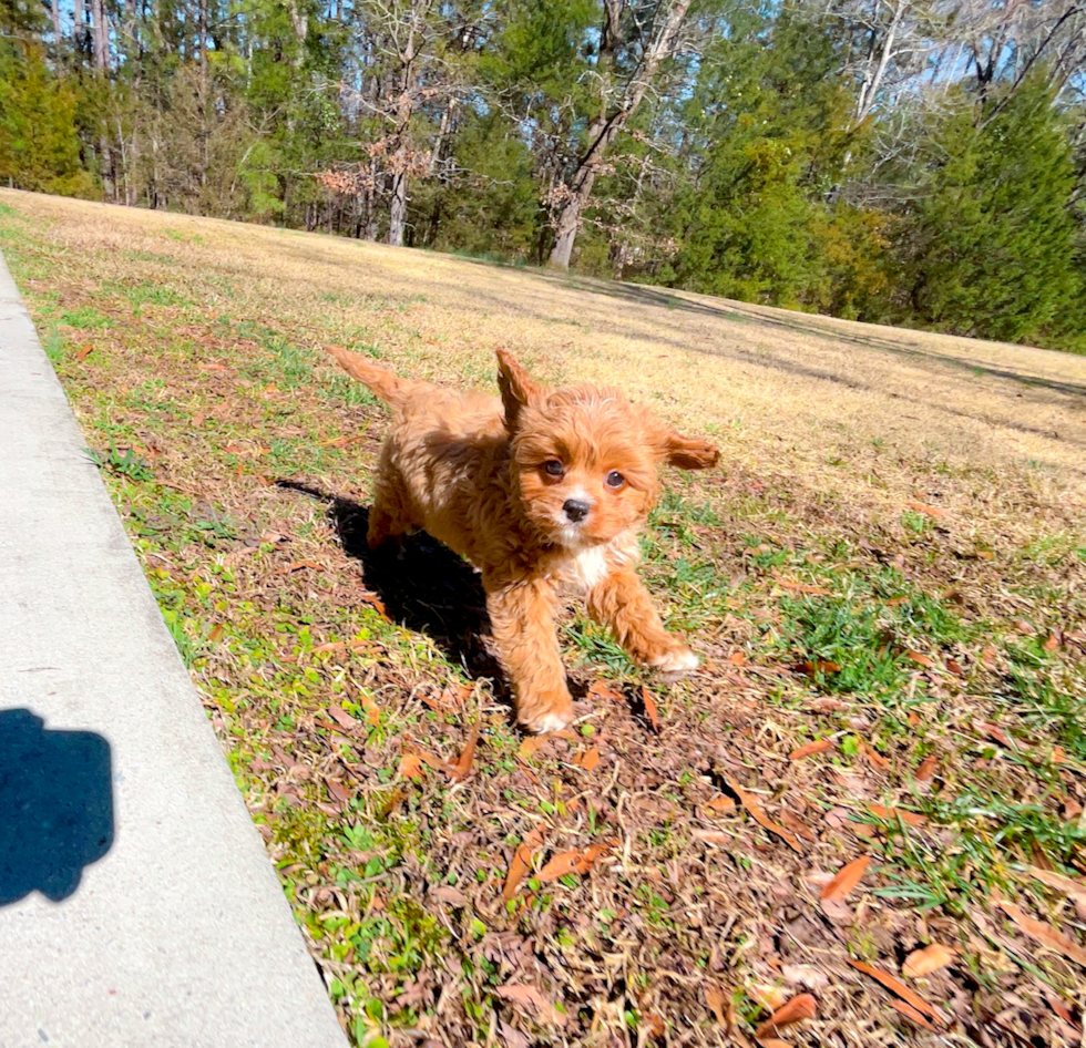 Cavapoo Pup Being Cute