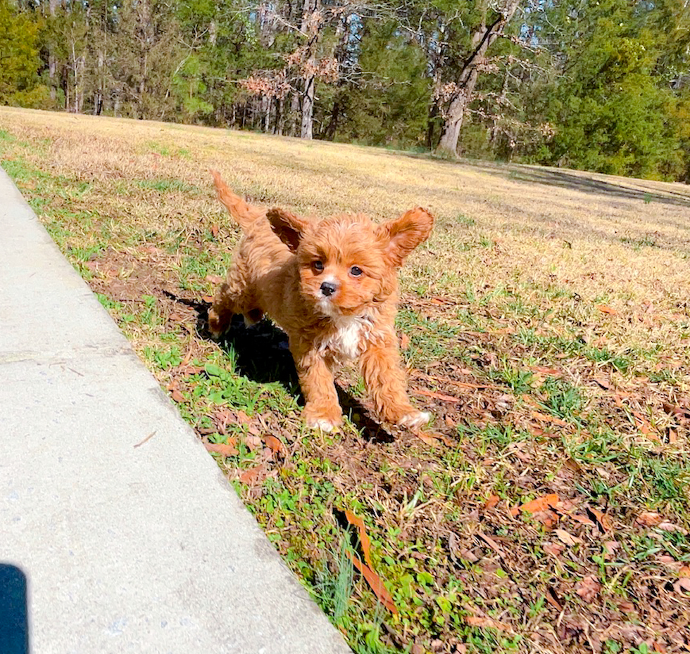 Cute Cavadoodle Poodle Mix Puppy