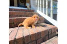 Cute Cavapoo Poodle Mix Pup