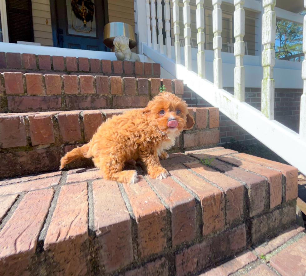 Cute Cavapoo Poodle Mix Pup