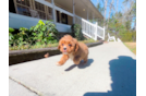 Best Cavapoo Baby