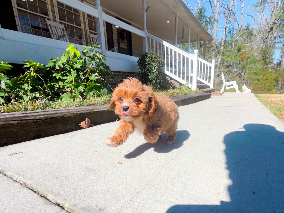 Best Cavapoo Baby