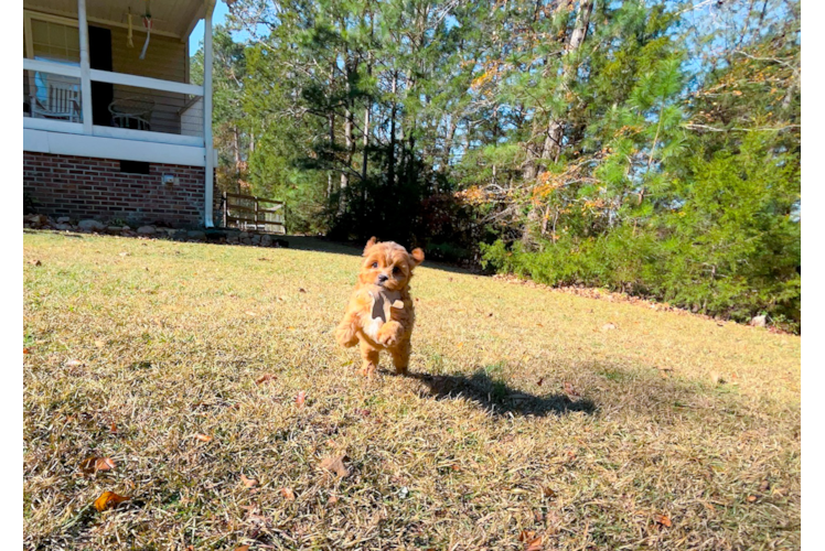 Cute Cavapoo Baby