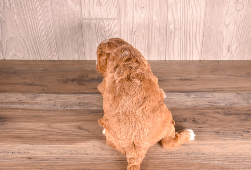 Cute Cavapoo Poodle Mix Pup