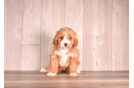 Cute Cavapoo Baby
