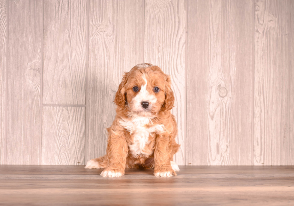 Cute Cavapoo Baby