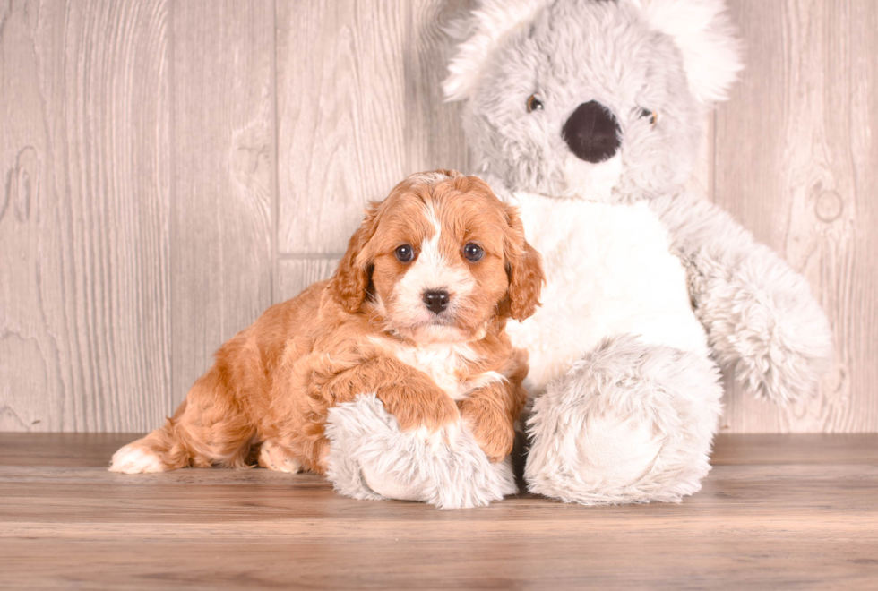 Cute Cavipoo Poodle Mix Puppy
