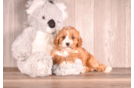 Cavapoo Puppy for Adoption