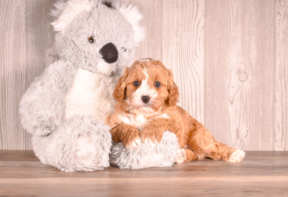 Cavapoo Puppy for Adoption