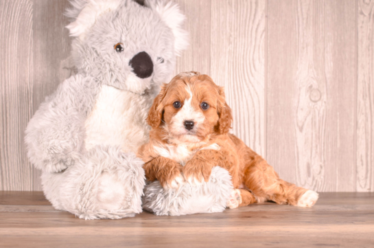 Cavapoo Puppy for Adoption
