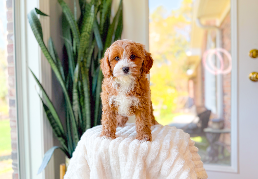 Cute Cavapoo Baby