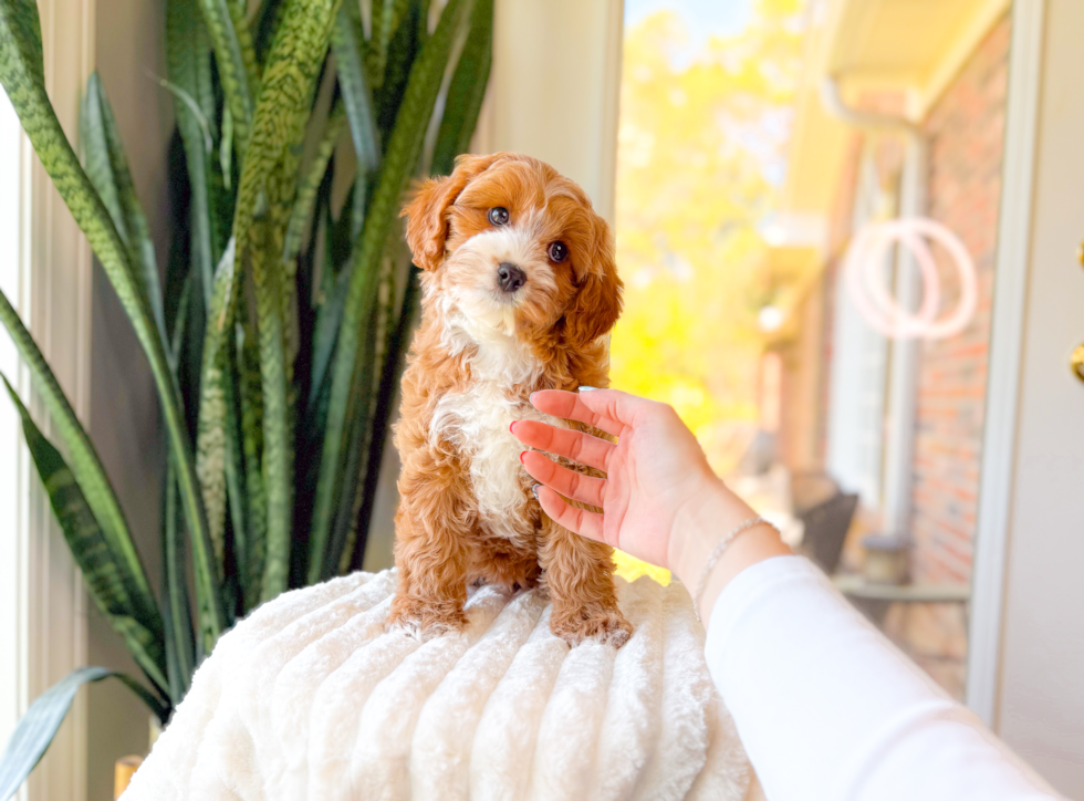 Cute Cavapoo Baby