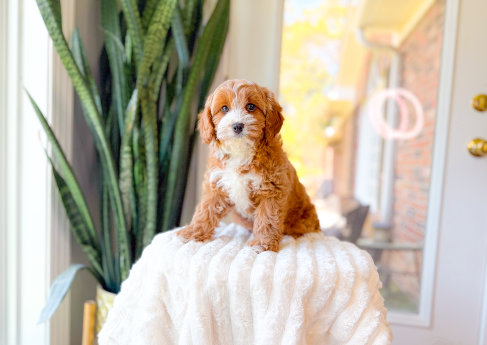 Cute Cavapoo Baby