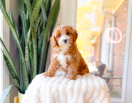 8 week old Cavapoo Puppy For Sale - Simply Southern Pups