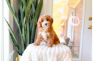 Cavapoo Puppy for Adoption