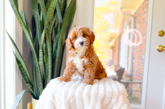 Cavapoo Puppy for Adoption