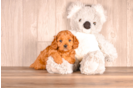Cute Cavapoodle Poodle Mix Puppy
