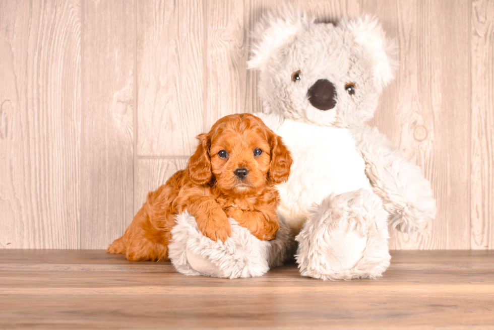 Cute Cavapoodle Poodle Mix Puppy