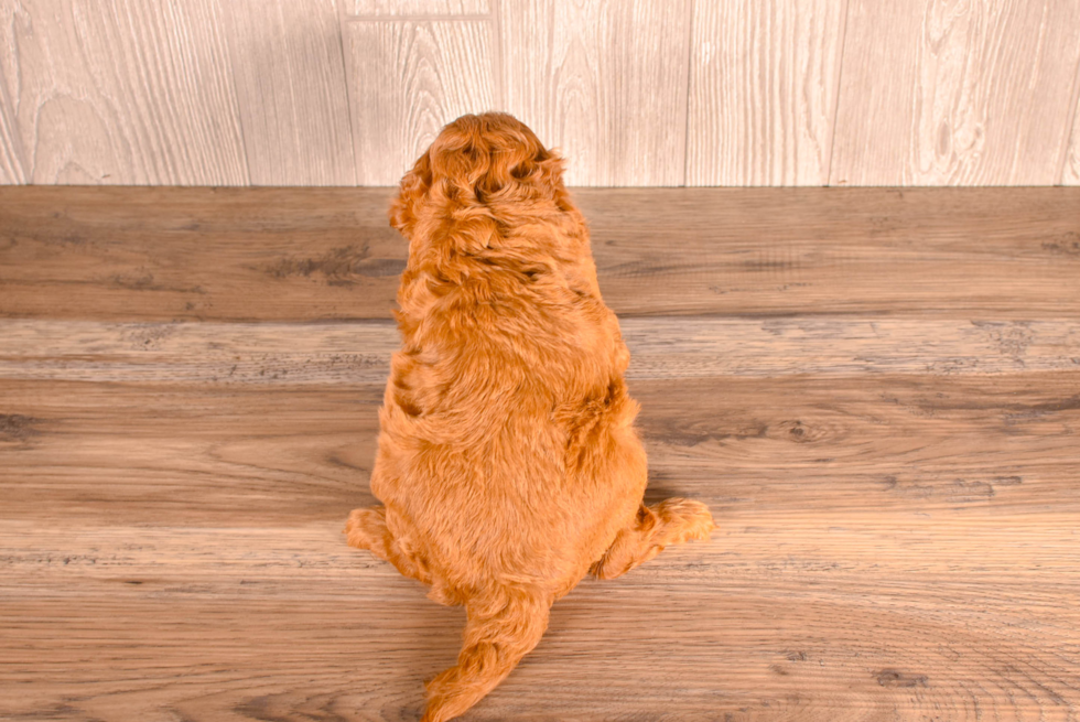 Cavapoo Puppy for Adoption