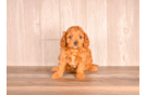Cavapoo Puppy for Adoption