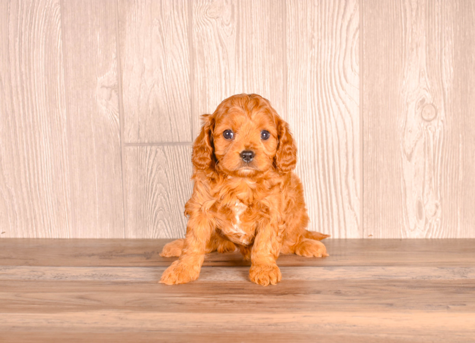 Cavapoo Puppy for Adoption