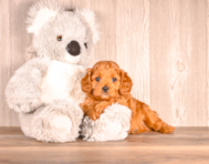 8 week old Cavapoo Puppy For Sale - Simply Southern Pups