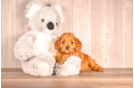 Cute Cavalier King Charles Spaniel and Poodle Mix Poodle Mix Puppy