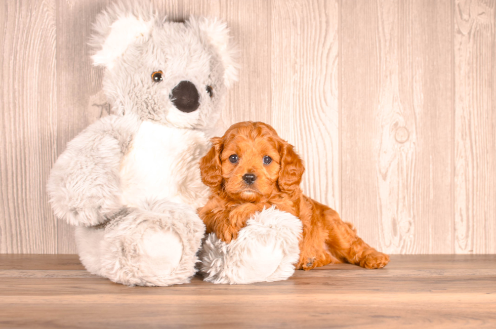 5 week old Cavapoo Puppy For Sale - Simply Southern Pups