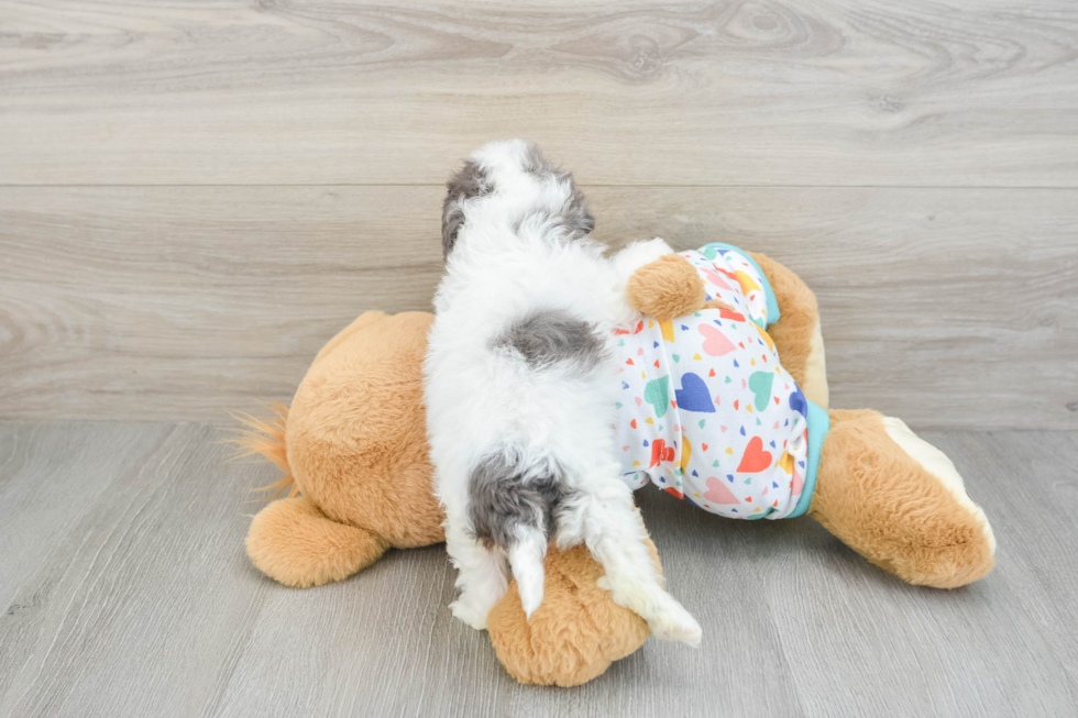 Cute Cavapoo Baby