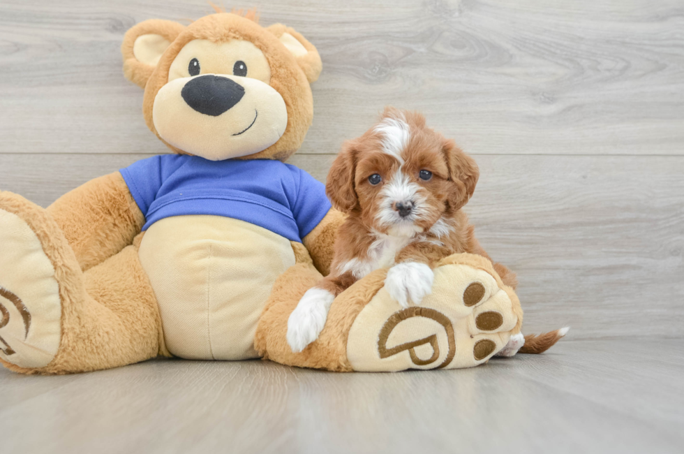 5 week old Cavapoo Puppy For Sale - Simply Southern Pups