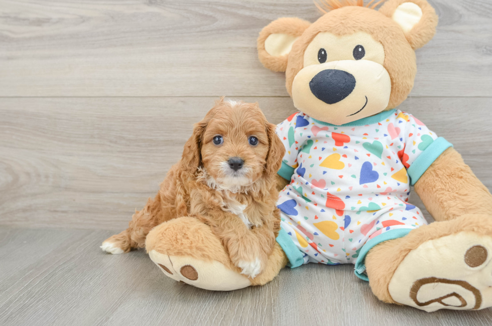 6 week old Cavapoo Puppy For Sale - Simply Southern Pups