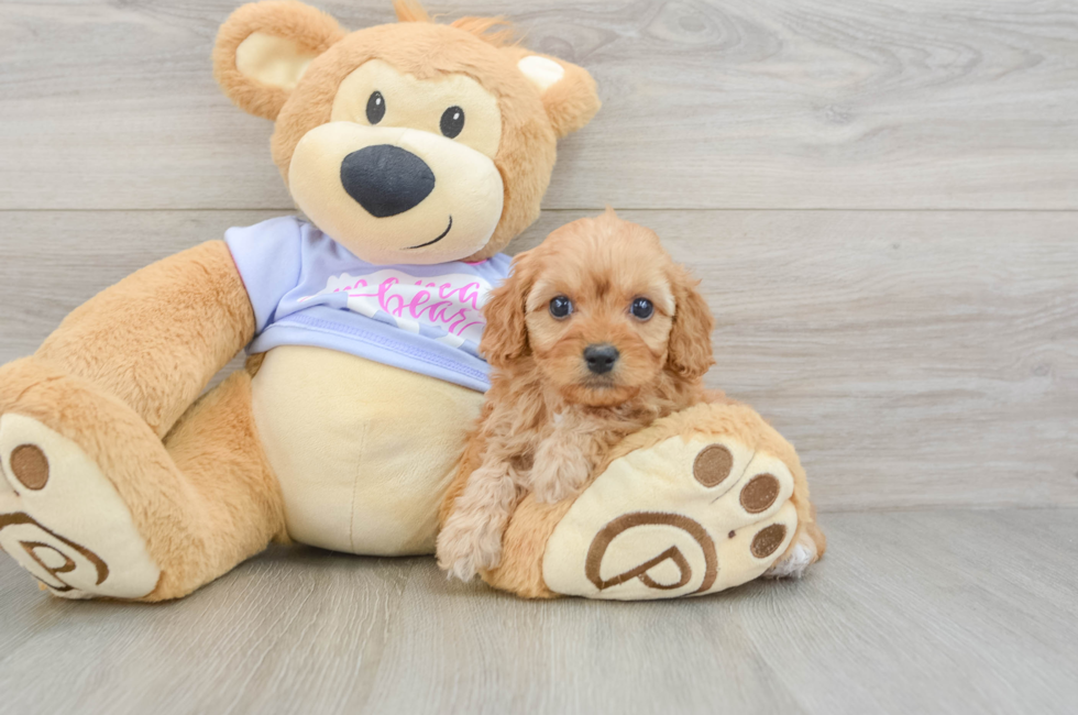 6 week old Cavapoo Puppy For Sale - Simply Southern Pups
