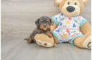 Cavapoo Pup Being Cute